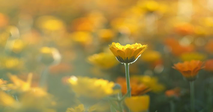Calendula gialla - InOrto