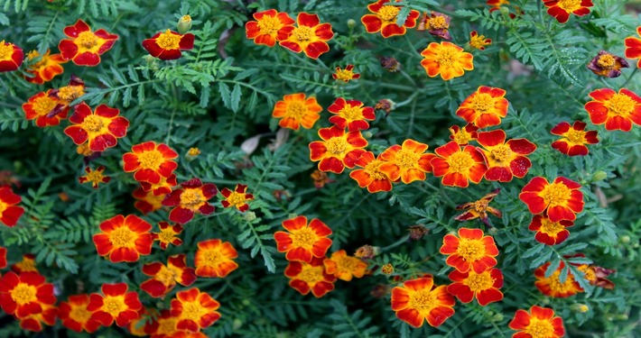 Tagetes patula - InOrto