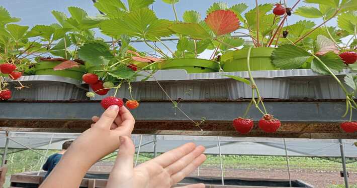 Piantine di fragola - InOrto