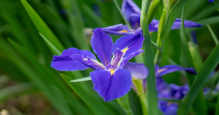 coltivare l’iris in giardino - InOrto
