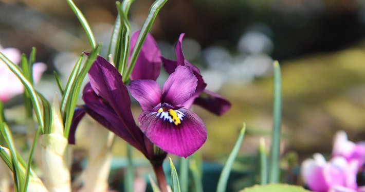 iris viola - InOrto