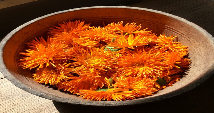 Capolini di calendula raccolti - InOrto