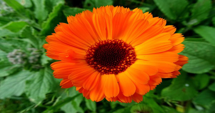 Calendula arancione - InOrto