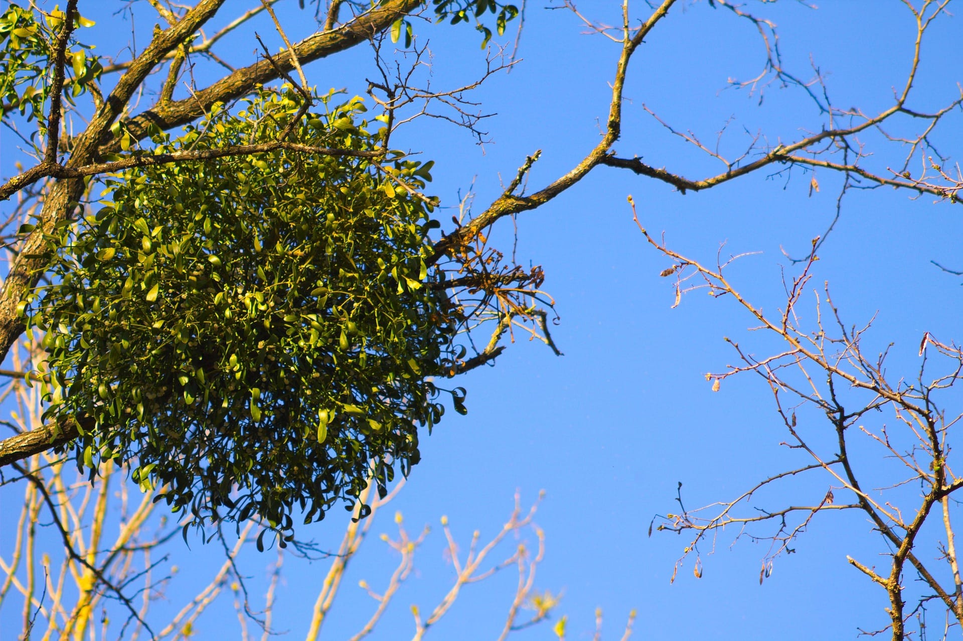 Vischio su un ramo di albero - InOrto