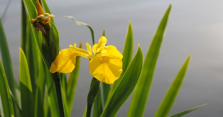 Iris palustre - InOrto