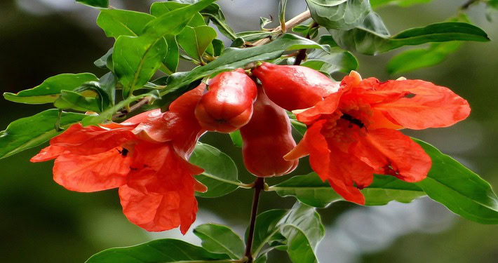 Fiori del melograno - InOrto