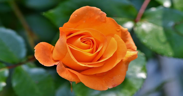 Rosa arancione - InOrto