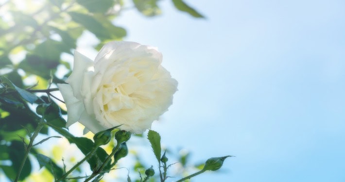 Rosa bianca - InOrto