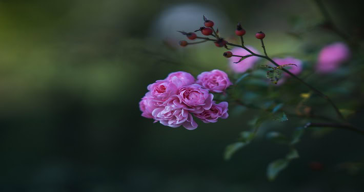 Ramo fiorito di rose - InOrto