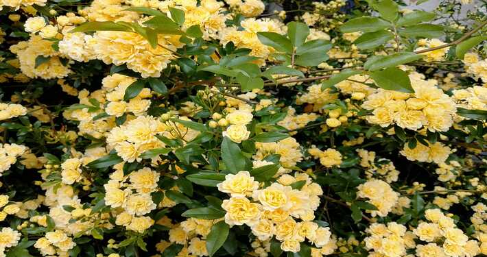Roselline gialle - InOrto