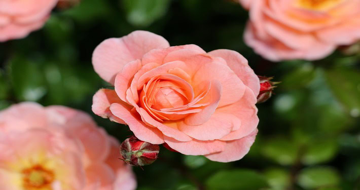 Rose rosa - InOrto