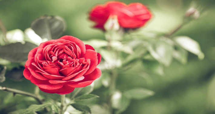 Rose rosse - InOrto
