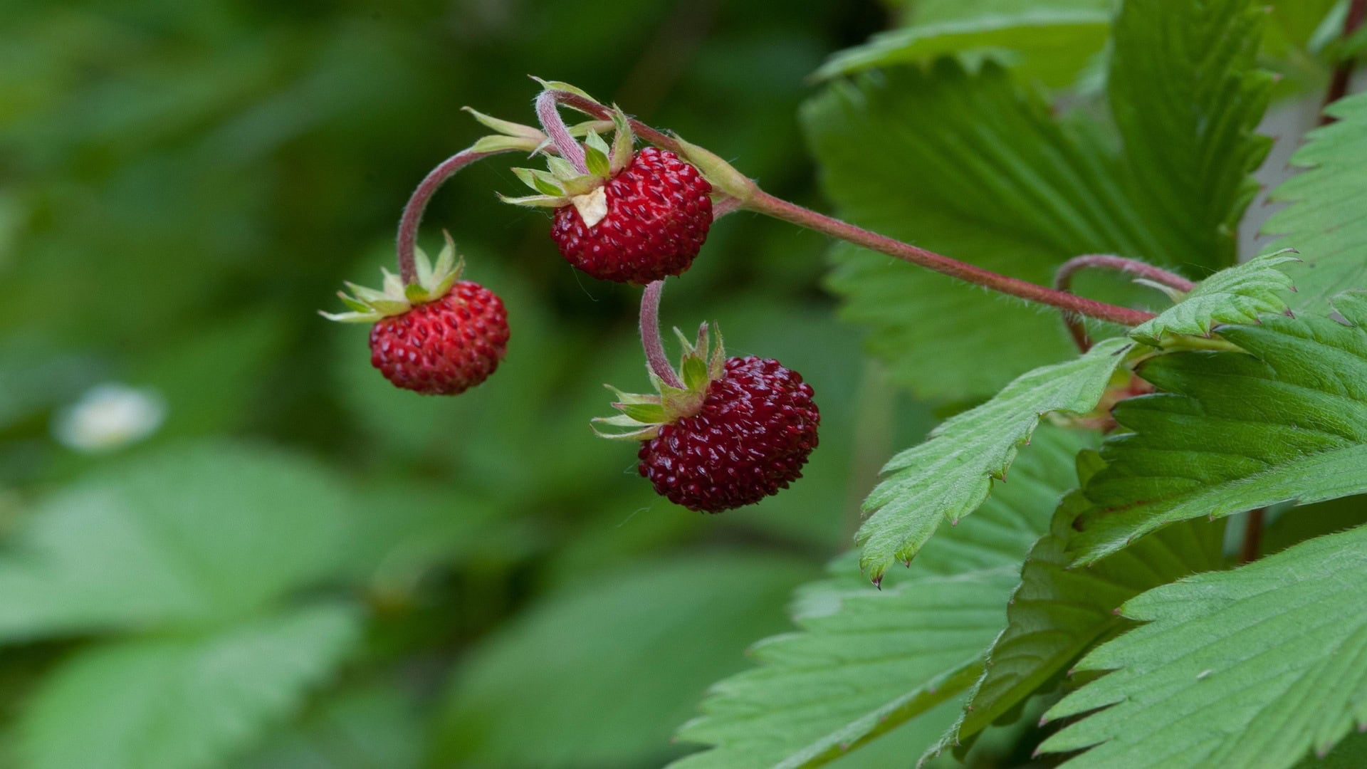 Fragole di bosco - InOrto