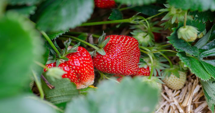 Fragola su pacciamatura - InOrto