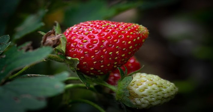 Fragola - InOrto