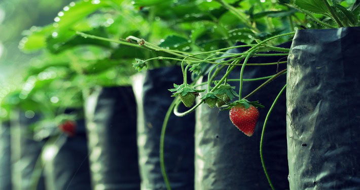 Fragole in contenitori - InOrto