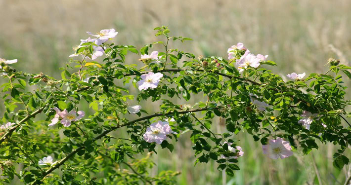 Rosa rampicante - InOrto