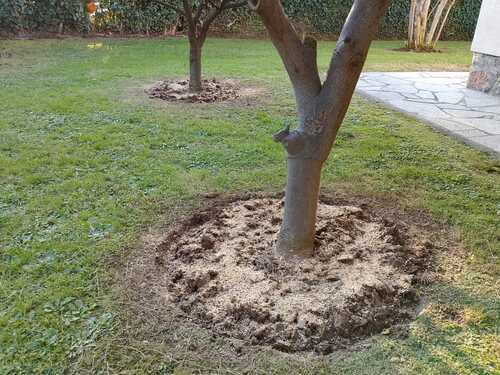 Pompelmi concimati con lupini - InOrto