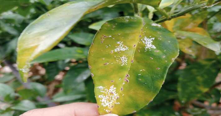 Cocciniglie su foglia di pompelmo - InOrto