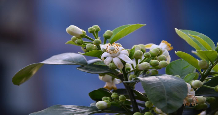 Fiori di pompelmo - InOrto
