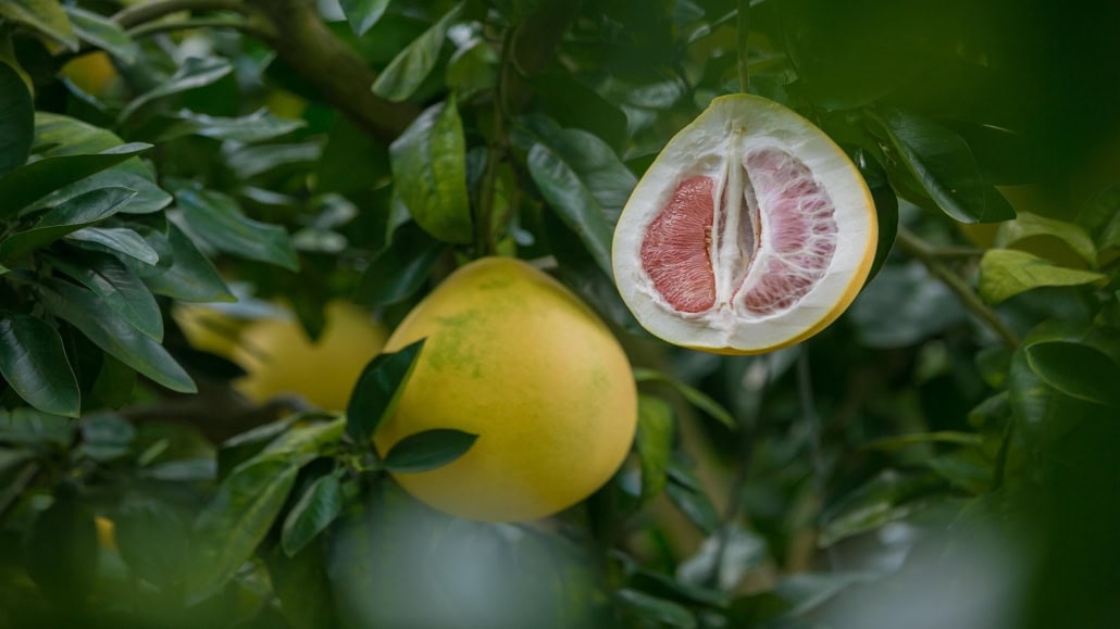 Albero di pompelmo con frutti - InOrto