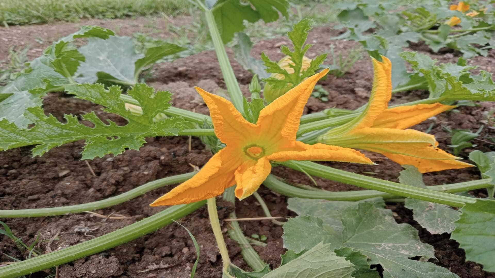 Pianta di zucchina con fiori aperti - InOrto