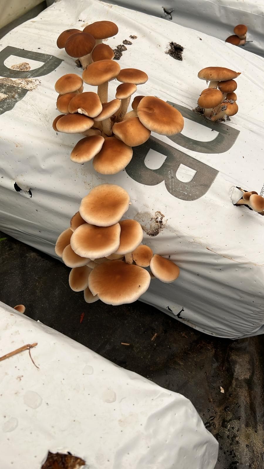 Funghi su balle di paglia -InOrto