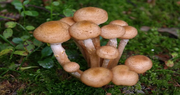 Funghi spontanei - InOrto