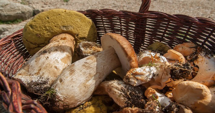 Canestro con raccolta di funghi porcini - InOrto