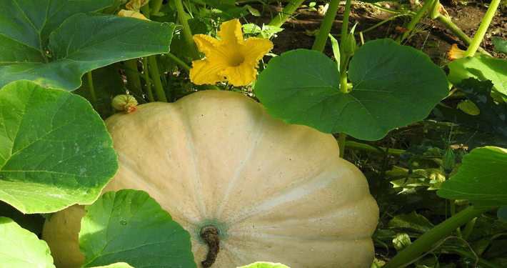 Fiori di zucca - InOrto