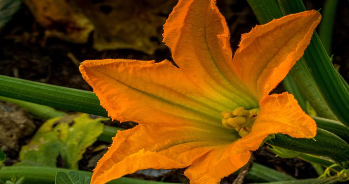 Un fiore di zucca - InOrto