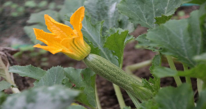 Zucchina con fiore - InOrto
