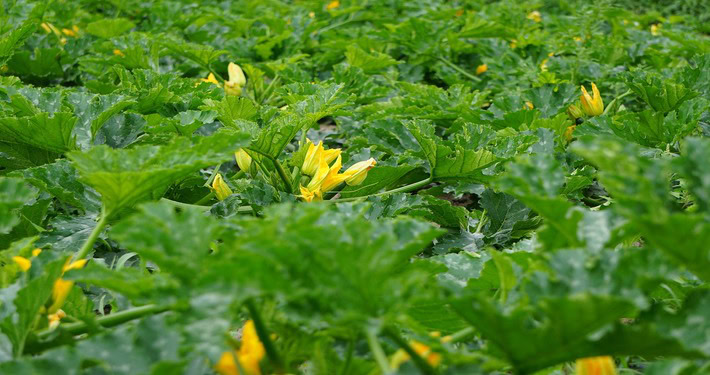 Coltivazione di zucchine con fiori - InOrto