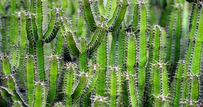 Cactus - InOrto