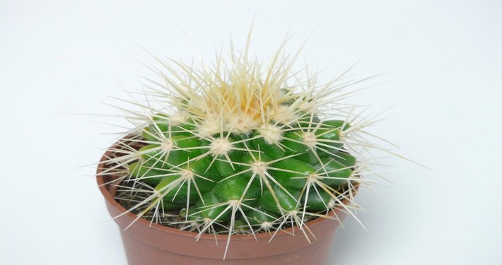 Cactus in vaso - InOrto