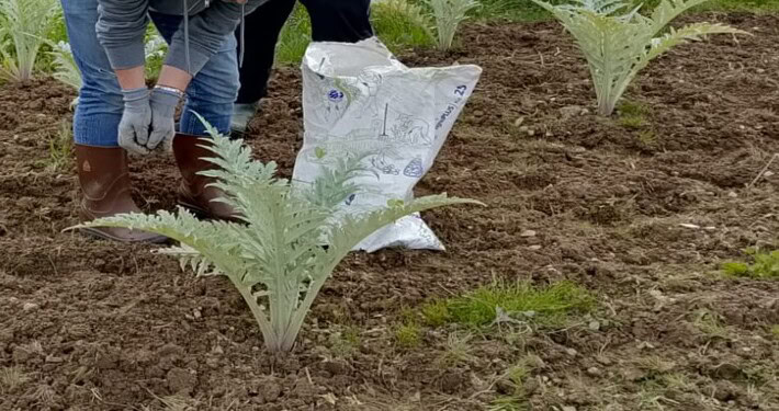 Concimazione autunnale dei carciofi - InOrto