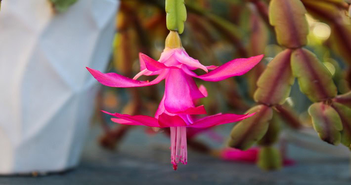 Fiore del cactus di Natale - InOrto