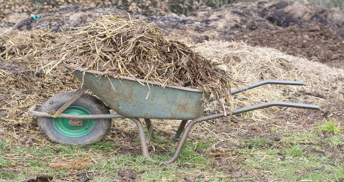 Carriola con letame per concimazione autunnale - InOrto