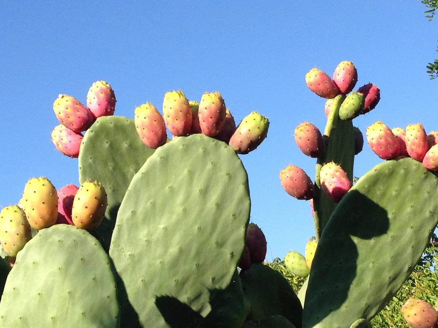 Tipi e variet di cactus: coltivazione e cura - InOrto - Guida all'orto  fai-da-te. Istruzioni e consigli per coltivare le tue verdure Tipi e  variet di cactus: coltivazione e cura