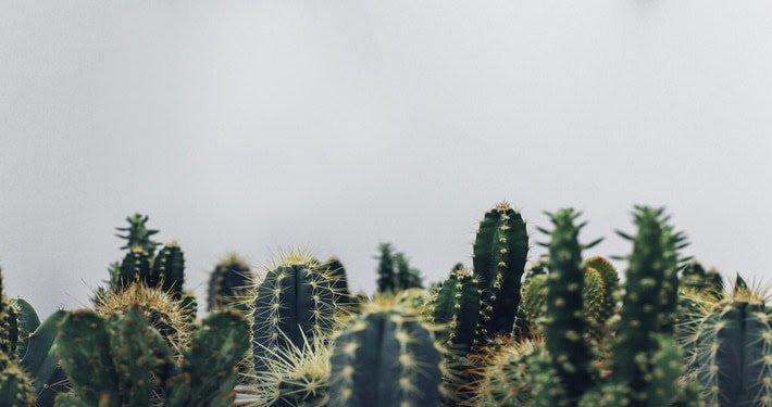 Cactus spinosi - InOrto