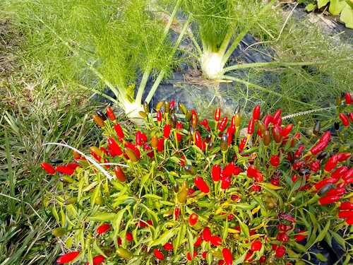 Finocchi e peperoncini - InOrto