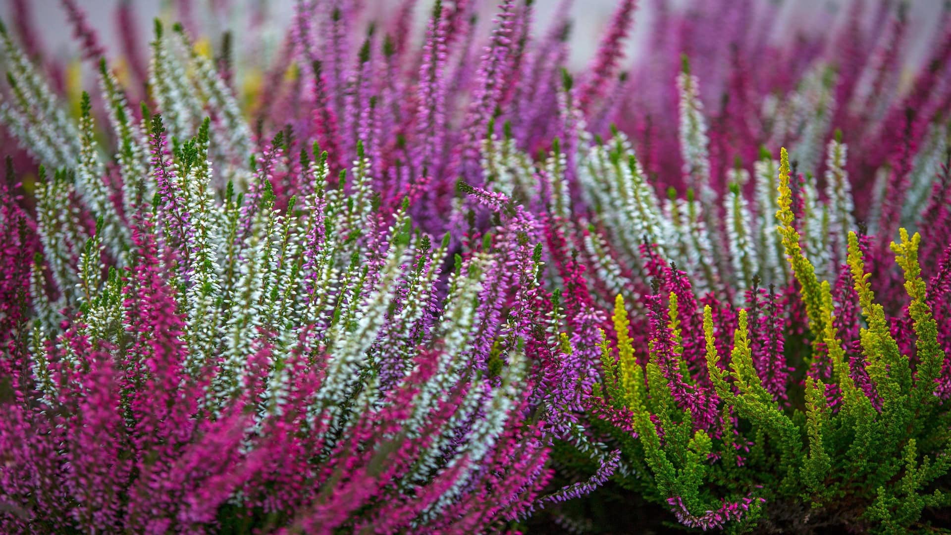 Bordure Invernali Libere