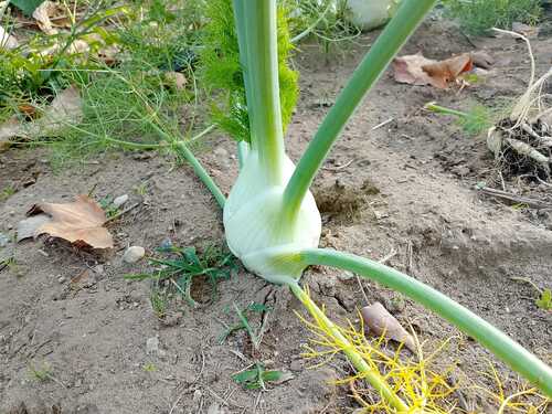 Un finocchio - InOrto