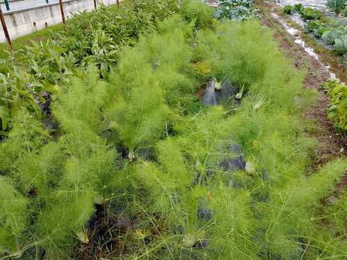 Piante di finocchio - InOrto