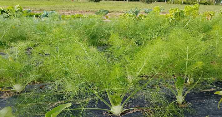 Finocchi su pacciamatura - InOrto
