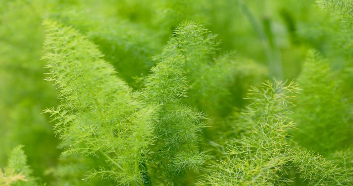 Foglie di finocchio - InOrto