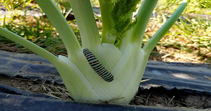 Larva di macaone su finocchio - InOrto