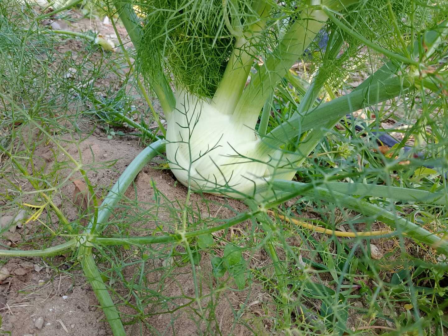 sfondo Un finocchio - InOrto