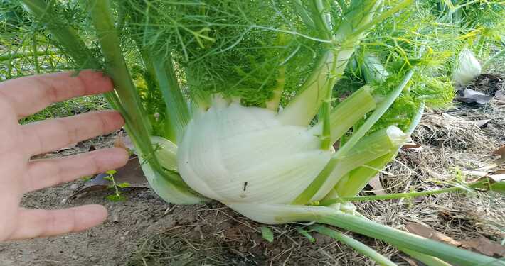 Finocchio pronto per la raccolta - InOrto