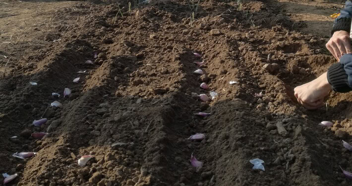 Semina dell’aglio -InOrto